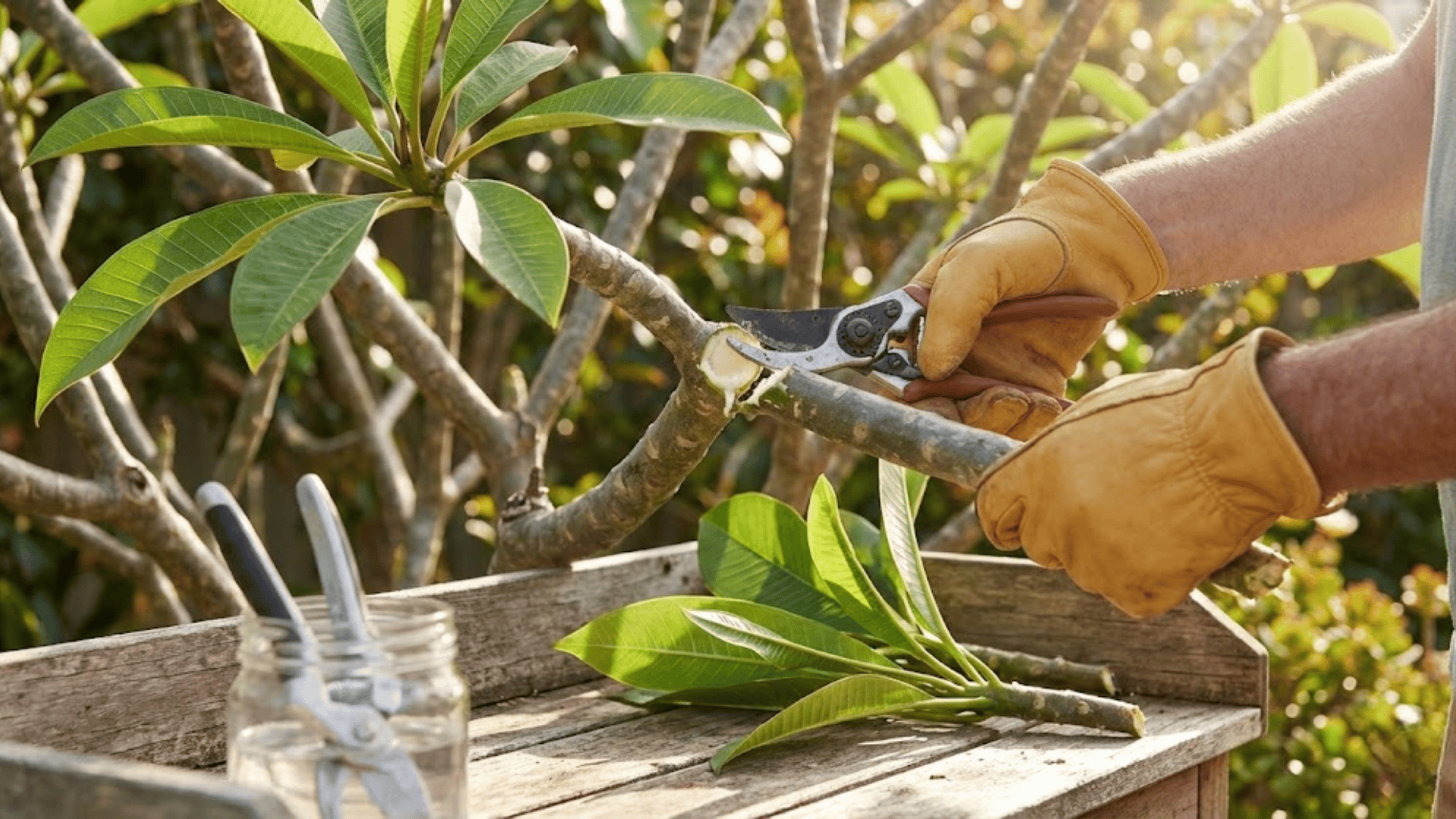 Pruning and Shaping Your Plumeria