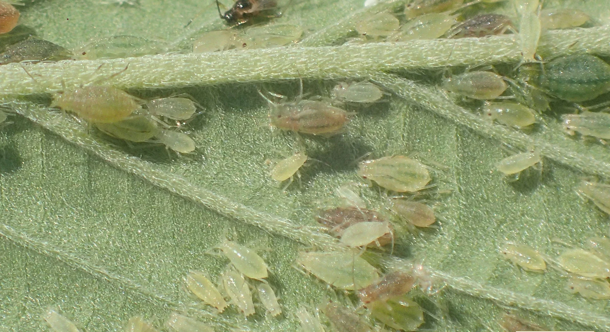root aphids