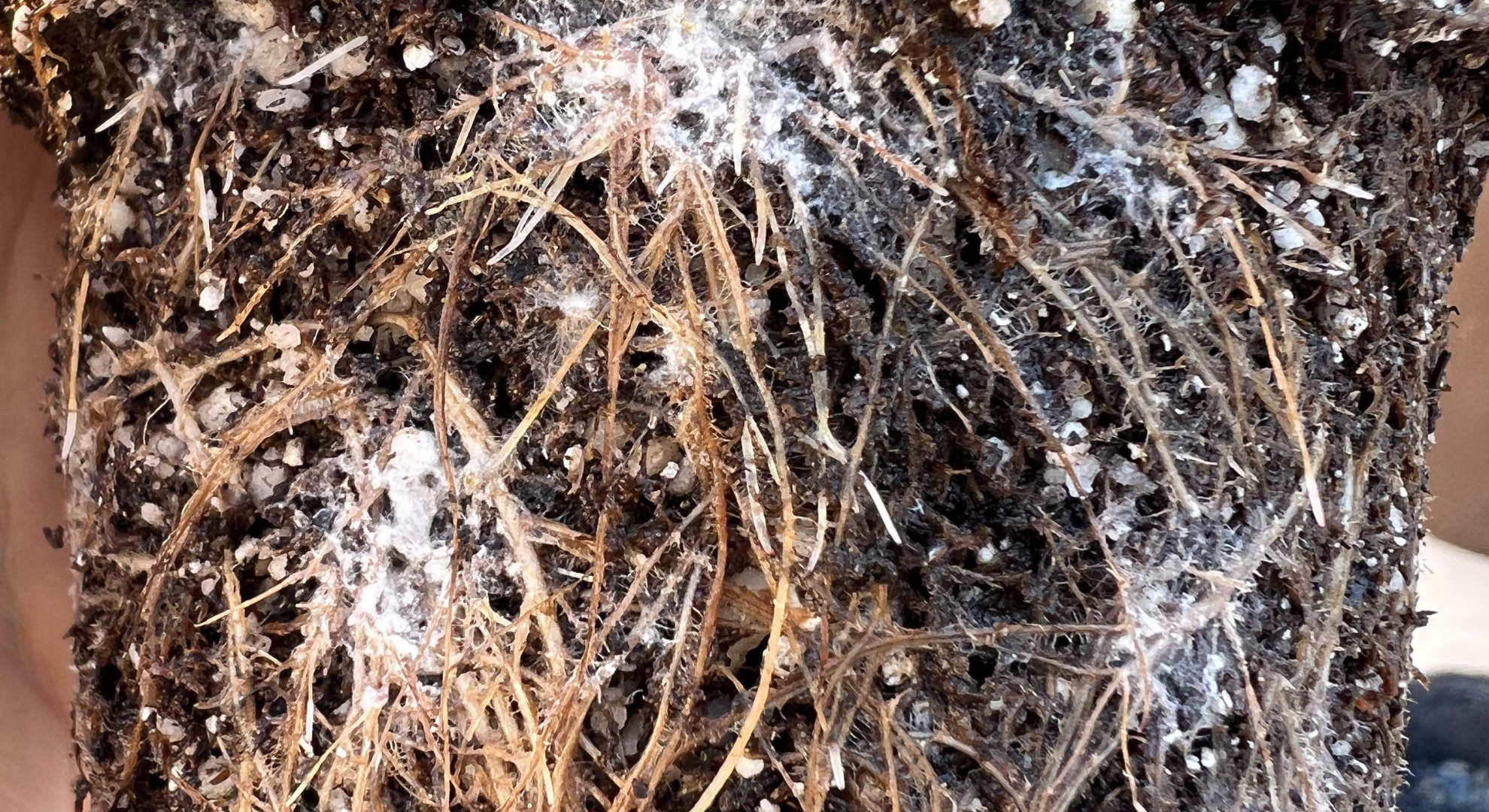 root mealybugs
