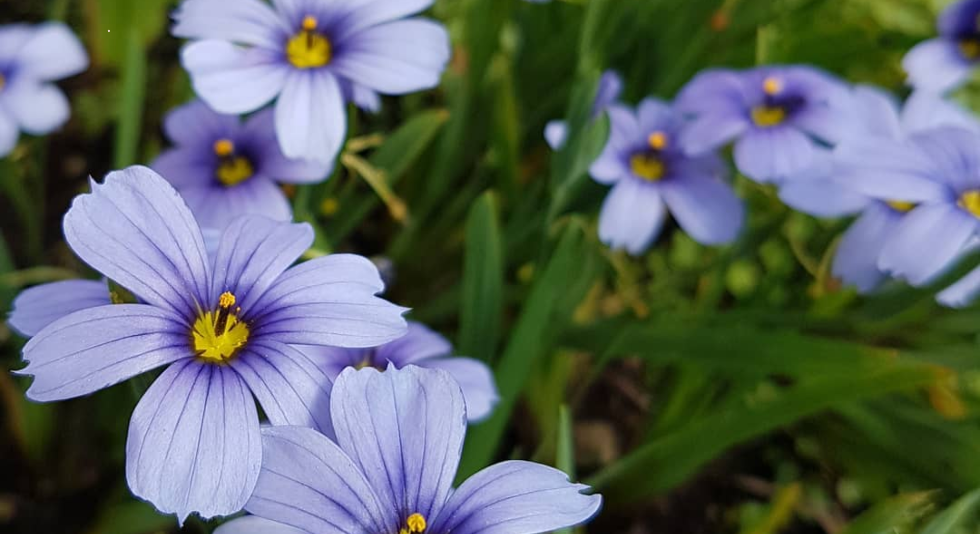 sisyrinchium angustifolium