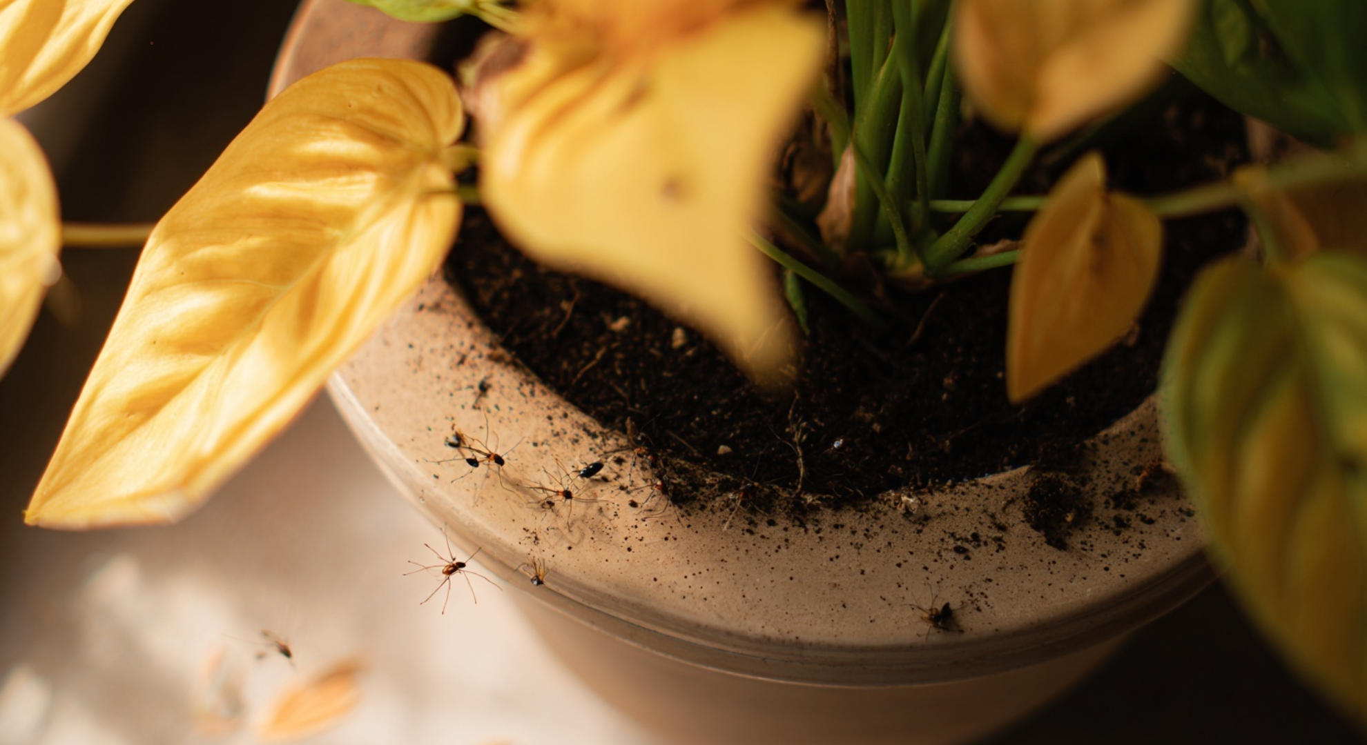 soil bugs by plant symptoms