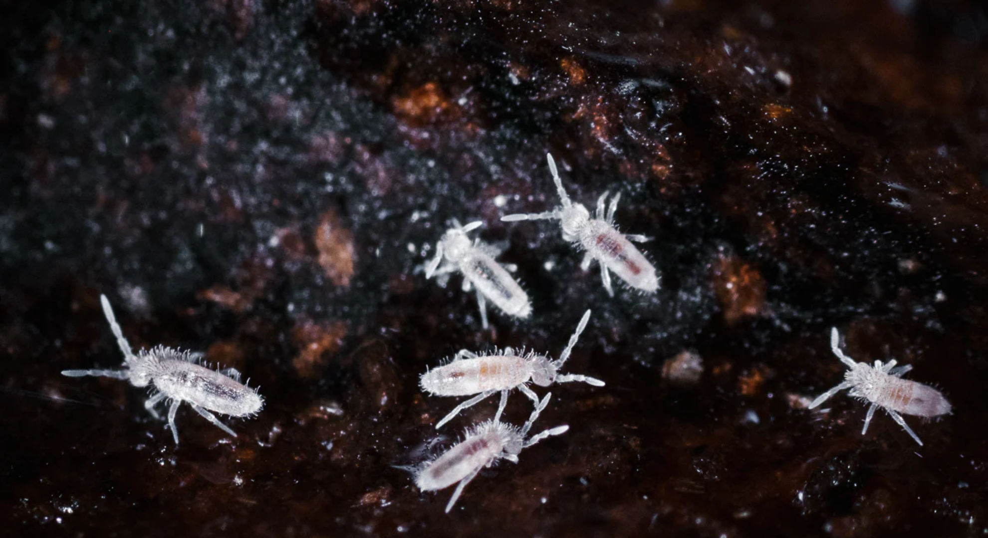 soil mites