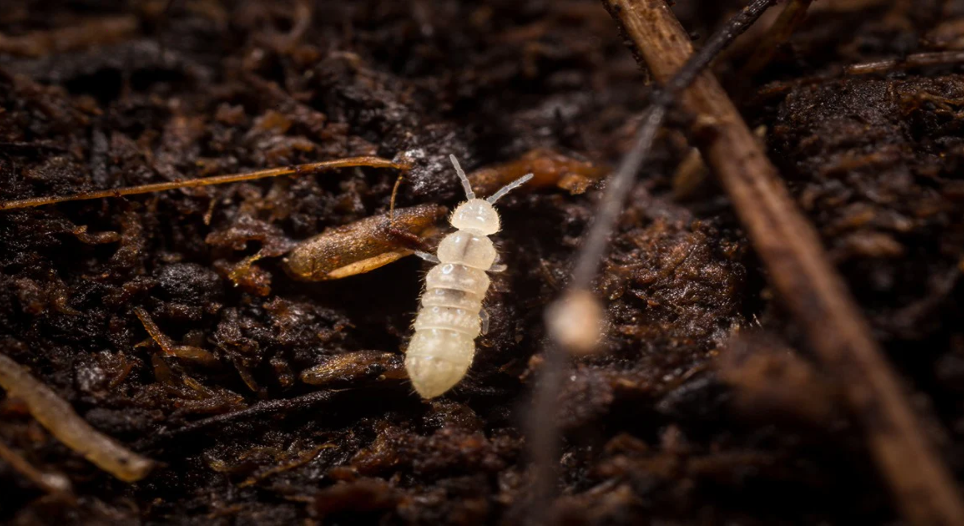 springtails