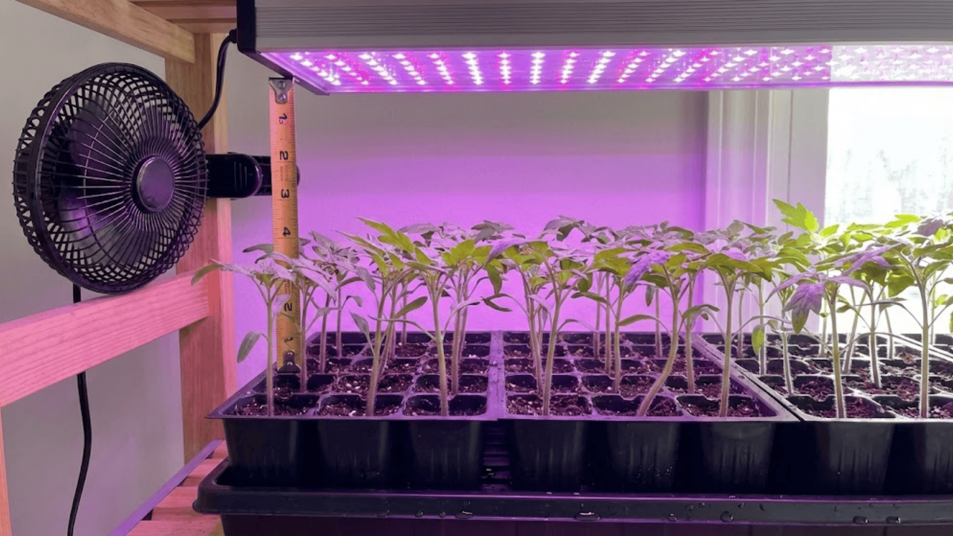 step 3 give seedlings proper light and air