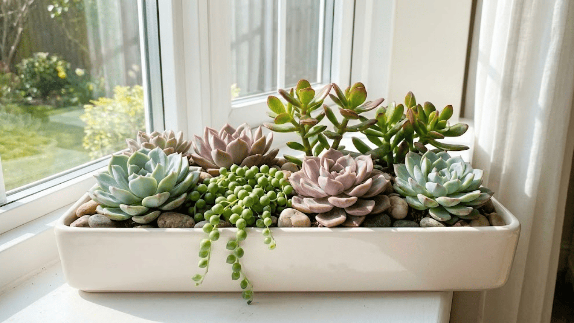 succulent mix in small tray pot