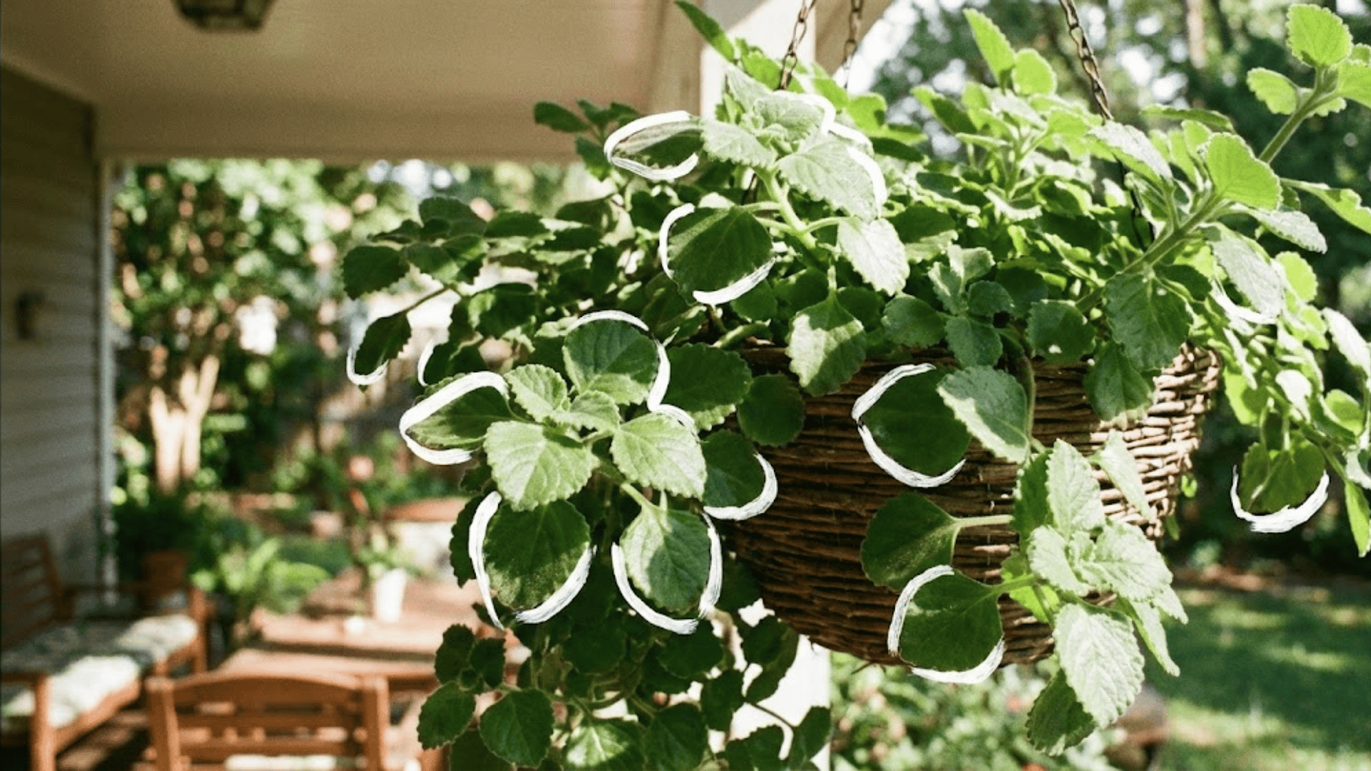 swedish ivy