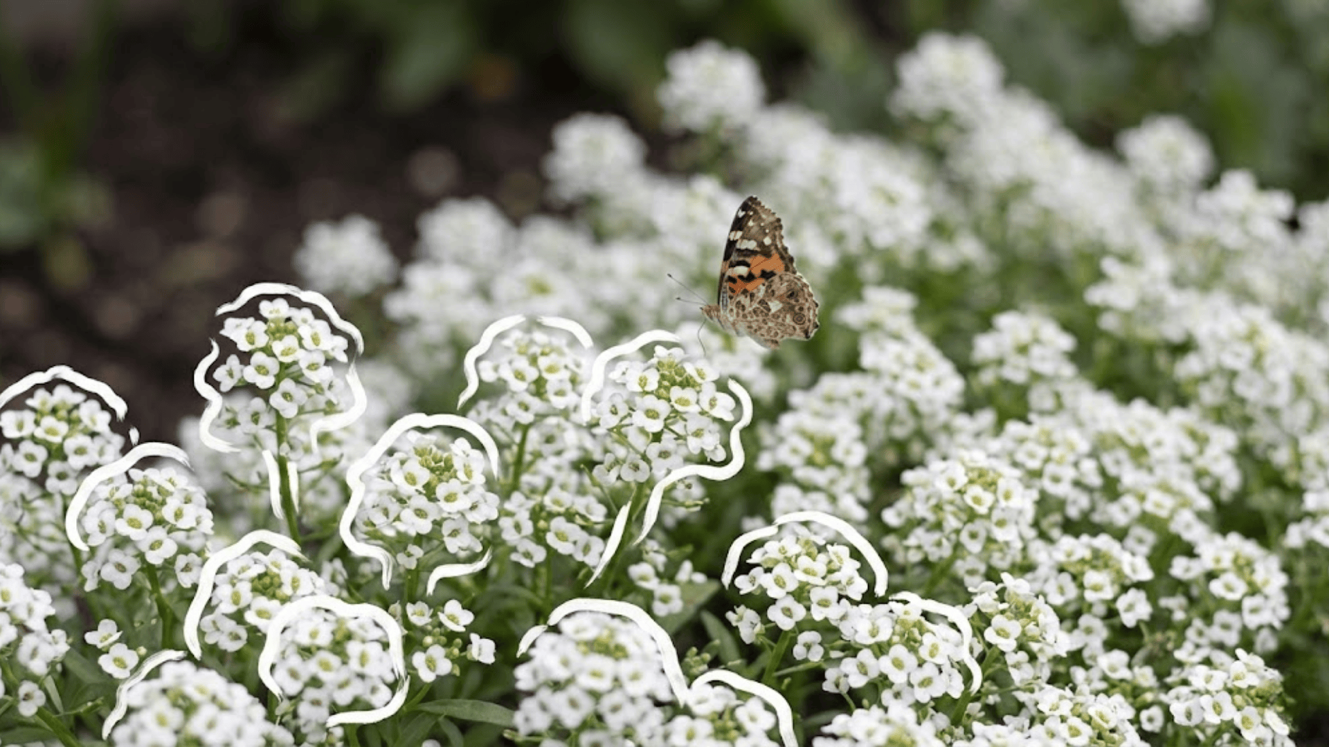 sweet alyssum