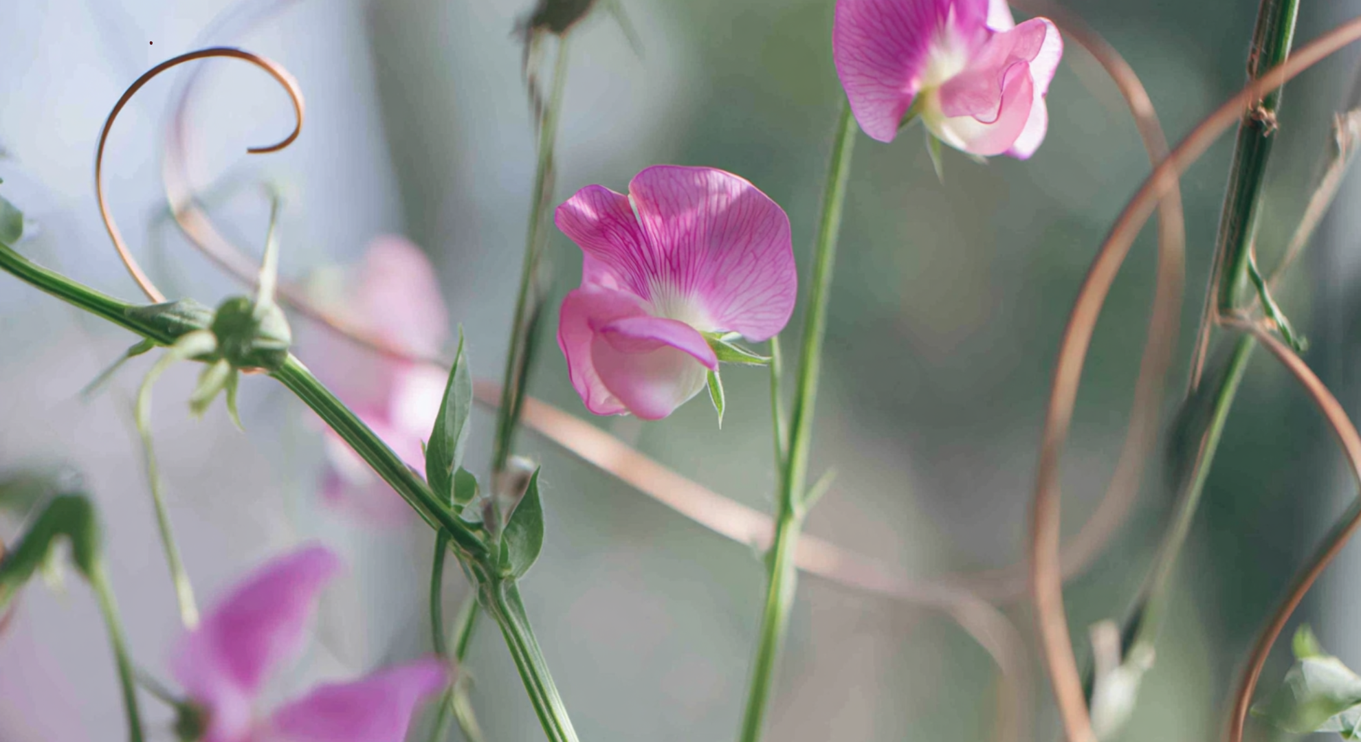 Sweet Pea Flower Basics

