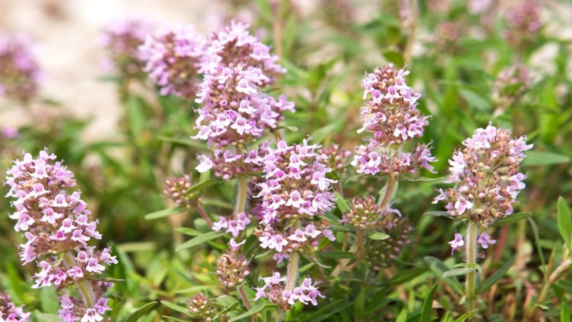 thyme blossoms