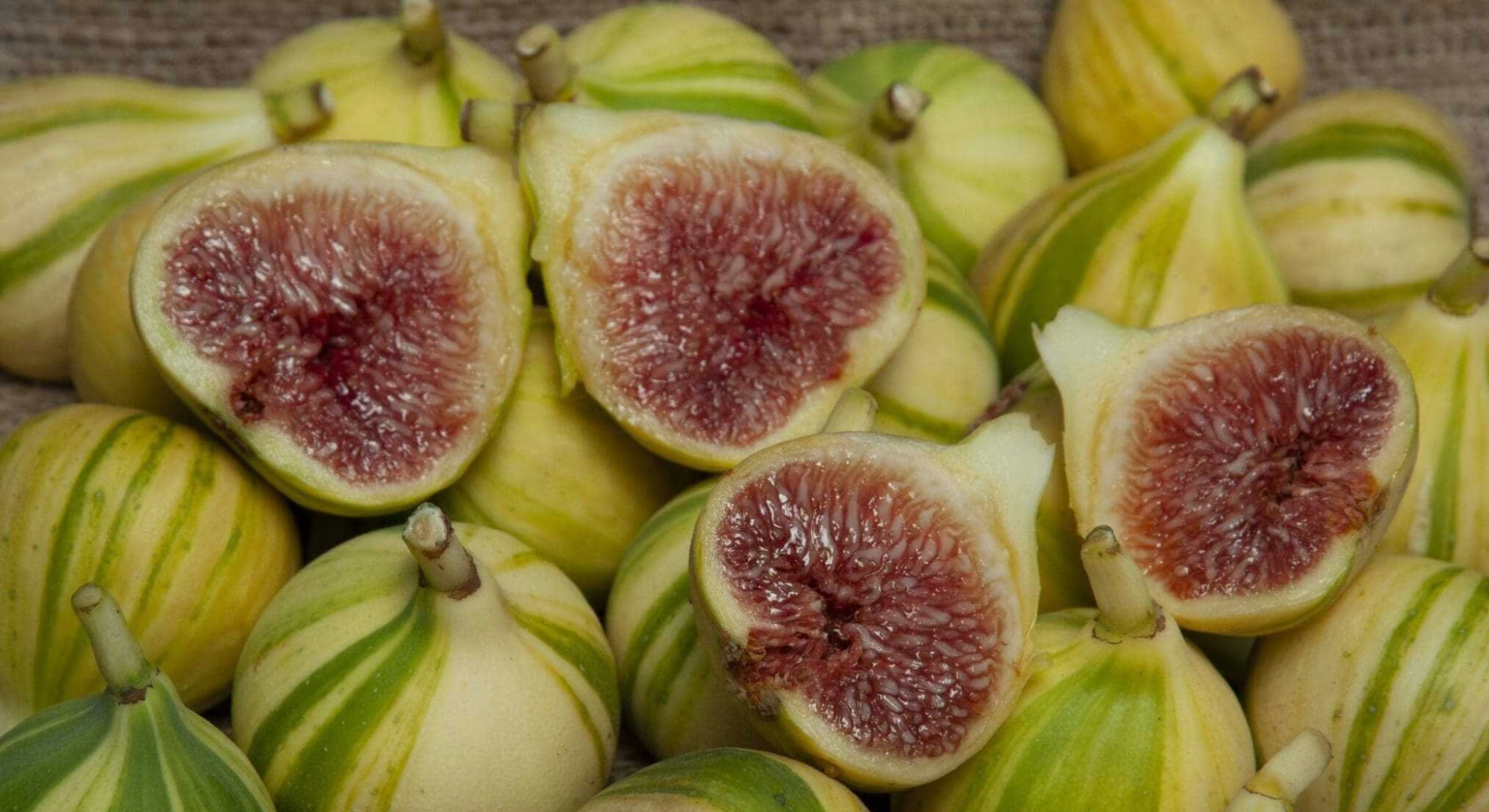 tiger stripe panachée figs
