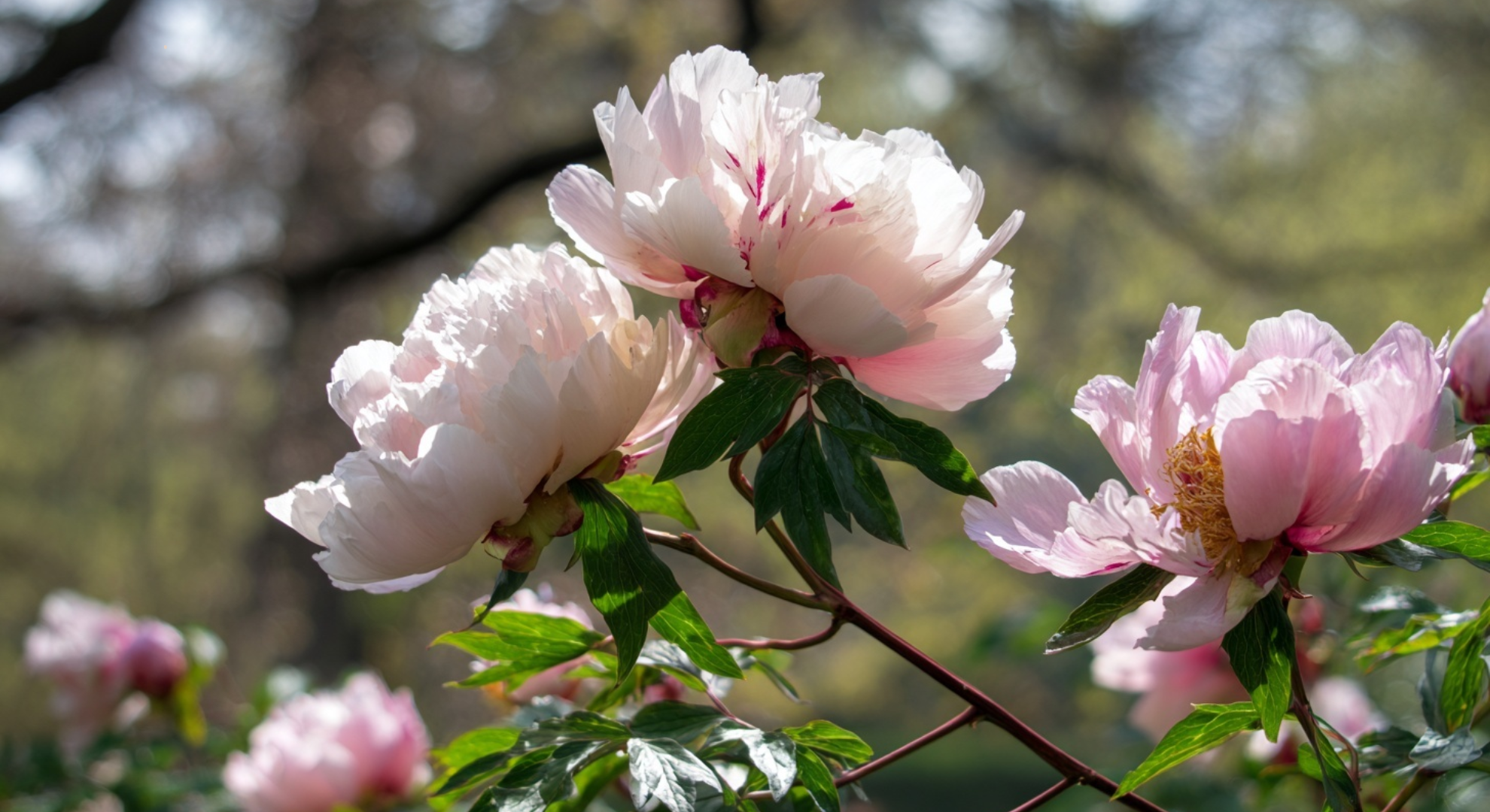 tree peonies