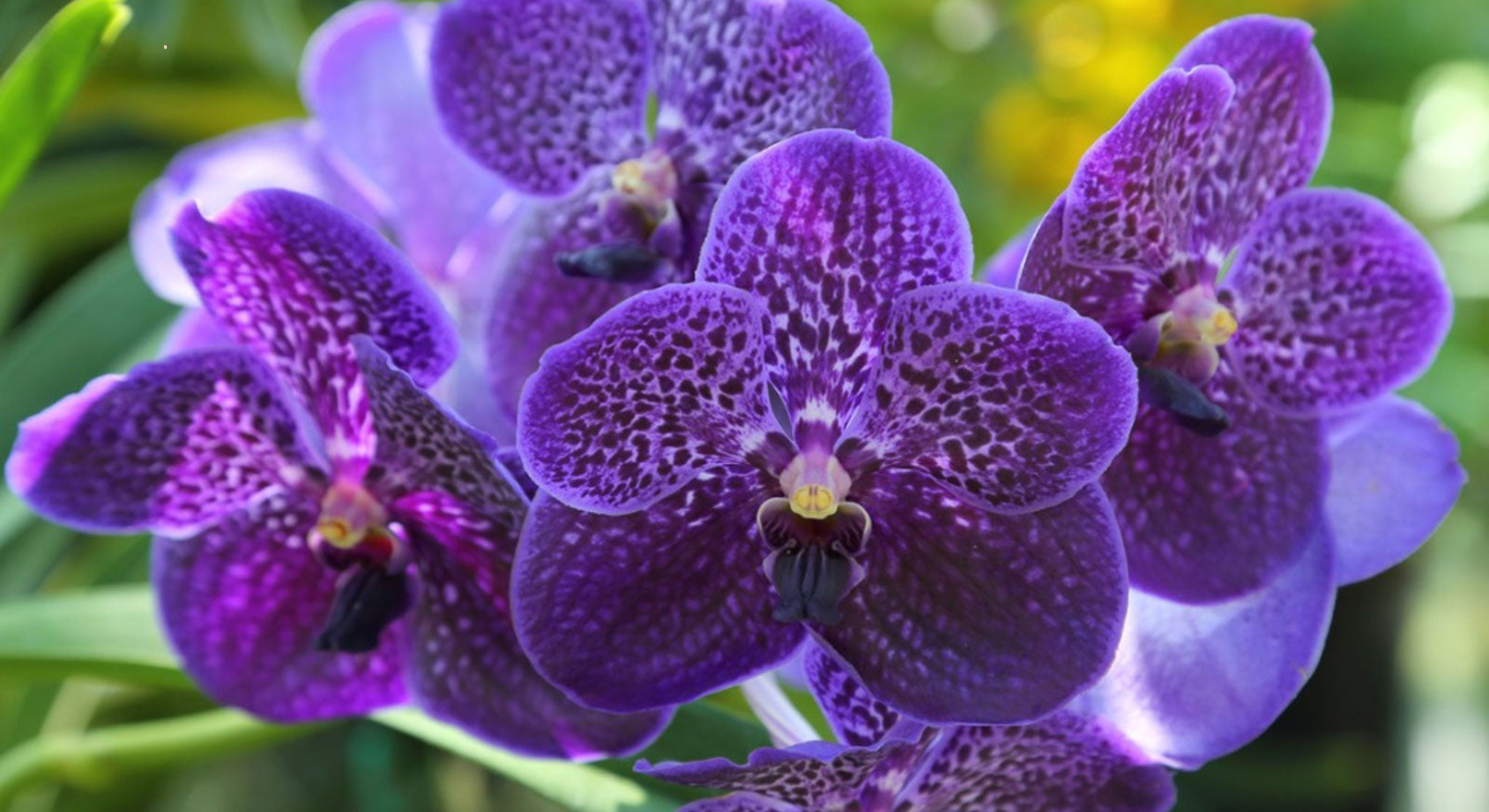 vanda orchids