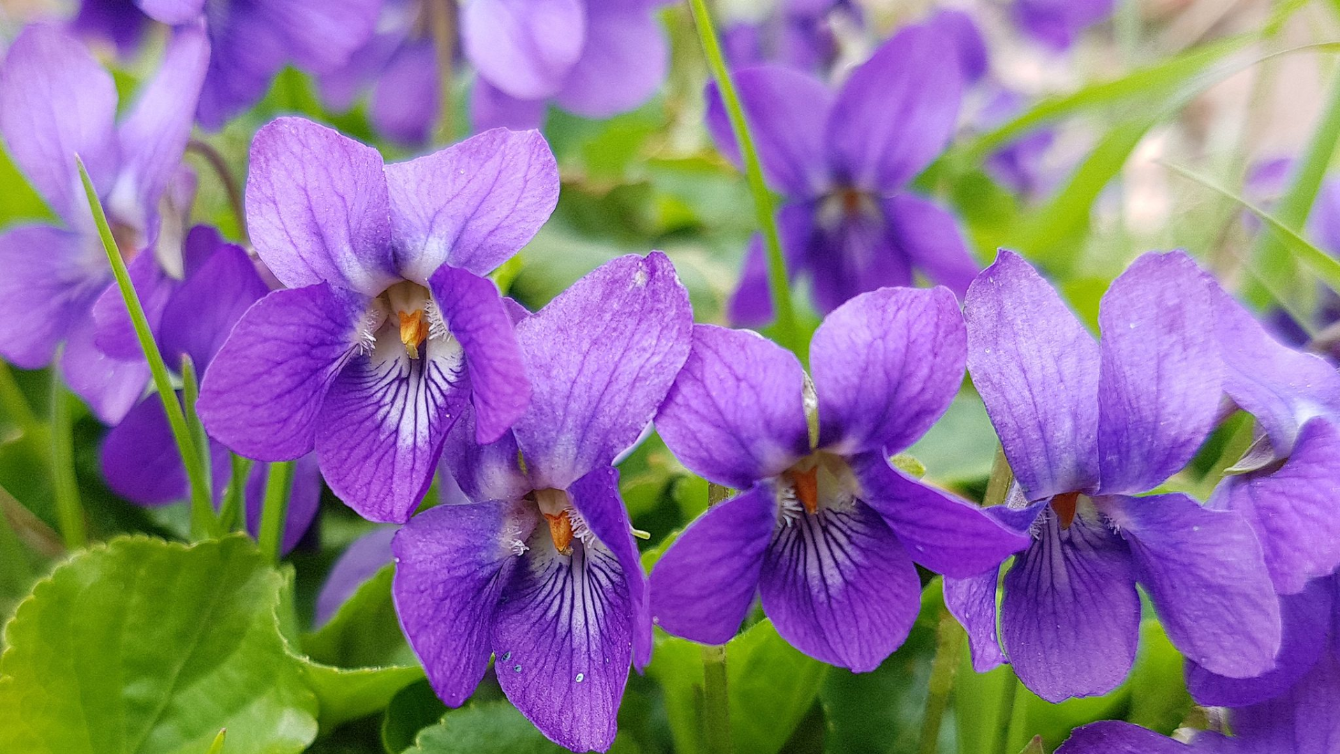 violet