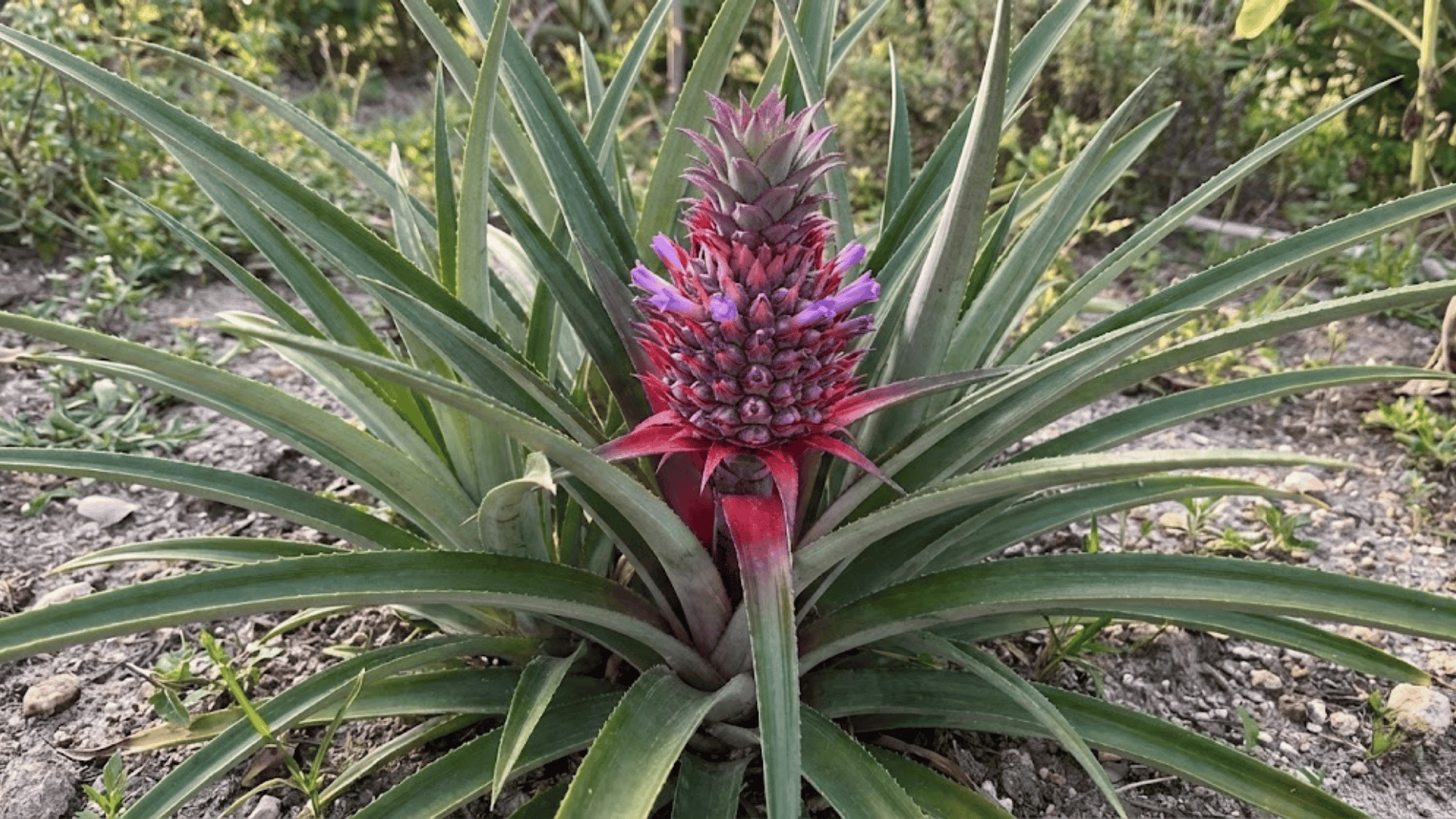 What Do Pineapples Actually Grow On?