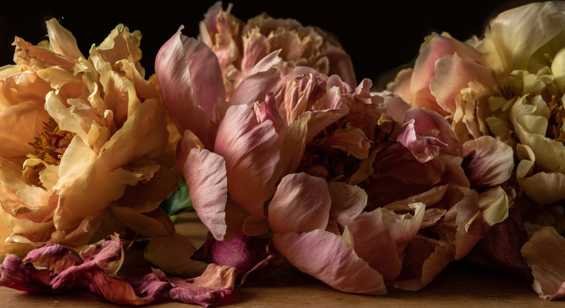 when peonies bloom after planting